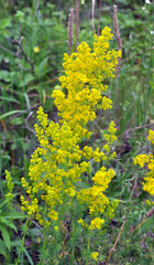 Galium verum grows in nature