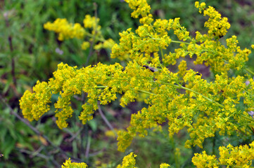 Galium verum grows in nature