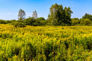 Dense wetland vegetation of Bagno Calowanie Swamp wildlife reserve during summer season in Podblel village south of Warsaw in Mazovia region of Poland