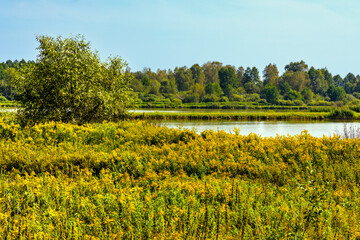 Dense wetland vegetation at fishing pond Lowisko Calowanie in Bagno Calowanie Swamp reserve in Podblel village south of Warsaw in Mazovia region of Poland