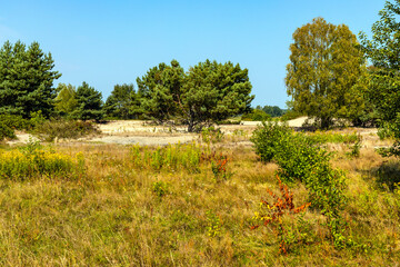 Sand dune Wydma Pekatka with scarce vegetation overlooking Bagno Calowanie Swamp wildlife reserve in Podblel village south of Warsaw in Mazovia region of Poland - obrazy, fototapety, plakaty
