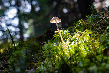 A tiny lonely mushroom surrounded by green moss in a dark forest