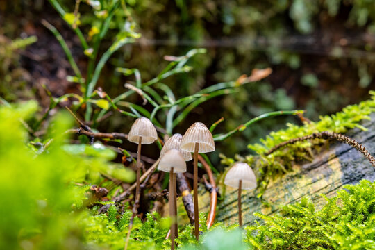 A small group of tiny lonely mushrooms surrounded by green moss in a dark forest