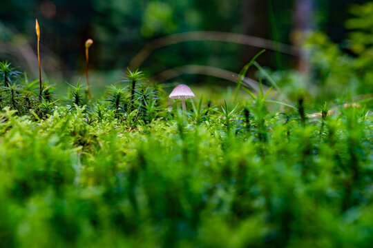 A tiny lonely mushroom surrounded by green moss in a dark forest