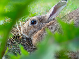 Close-up portrait of a cute little rabbit. Selective focus, pet