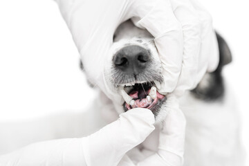 Veterinarian in white medical gloves checking old cute black and white dog's teeth. One canine fang in broken. Close up.