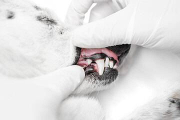 Close up profile shot of a small black and white dog showing teeth to a veterinarian in white surgical gloves.