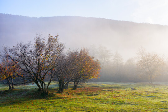 mountainous countryside on a foggy morning. beautiful autumn nature scenery at sunrise. row of deciduous trees behind the grassy meadow in mist. majestic sunny weather in fall season