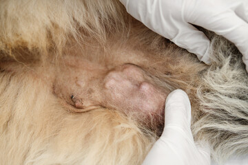 Close up shot of a cancerous tumor in a dog, breast cancer, oncology. Veterinarian's hands in a white medical gloves.