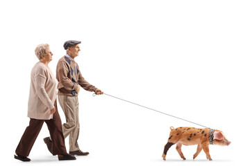 Full length profile shot of a senior couple walking a piglet pet © Ljupco Smokovski