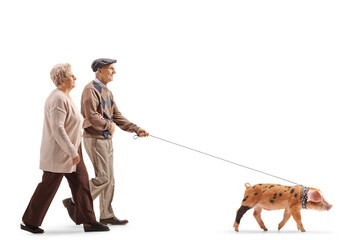 Full length profile shot of a senior couple walking a piglet pet