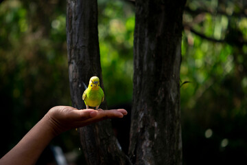 bird in hand