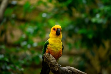 yellow and green macaw