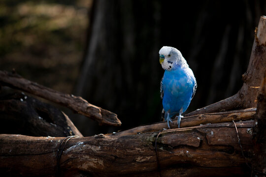 blue macaw