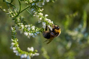 Large hairy bumblebee on a white wild flower.