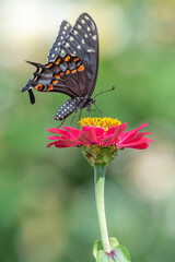 Black swallowtail butterfly perched on bright pink flower with out of focus green background