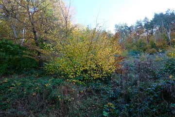 FU 2021-11-01 HebstBunt 1 Im Dickicht wächst ein kleiner Baum mit Herbstlaub