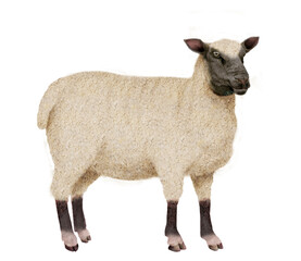 mouton, tête noir, animal, agneau, ferme, laine, gazon, mammifère, agriculture, blanc, champ, nature, brebis, debout, fêta, fond blanc, bétail, prairie