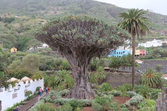 Icod de los Vinos, Tenerife, Spain, February 24, 2022: Ancient dragon tree, one of the most iconic images of Icod de los Vinos, Tenerife. Spain