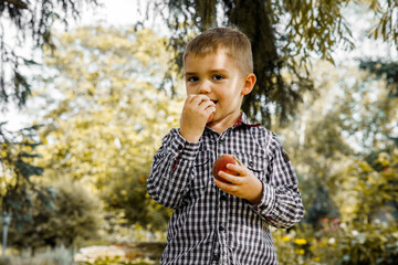 Fototapeta Chłopiec zjada świeże brzoskwinie, brzoskwinie, świeże owoce sezonowe prosto z drzewa, blisko natury, w ogrodzie obraz