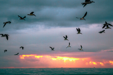 Flock of birds flying over the ocean during sunrise