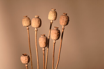 Bouquet of dried poppy plants