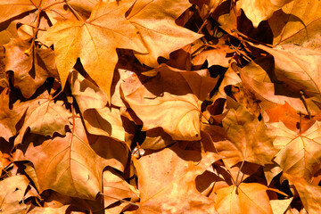 Naklejka na ściany i meble Autumn mapple leaves on the ground, background, golden foliage on the ground in the fall, dry warm yellow leafage, outdoor, indian summer.