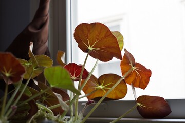 A begonia erythrophylla plant with red leaves facing outward next to a bright, sunny, window.