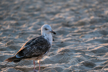Nahaufnahme einer arrogant aussehenden und beharrlichen Möwe am Strand am Abend, die auf Essensreste lauert, selektiver Fokus, Copy Space