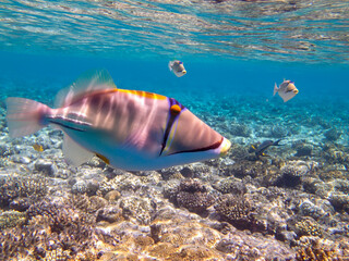 Rhinecanthus assasi or triggerfish in Red Sea coral reef, Sharm El Sheikh, Egypt