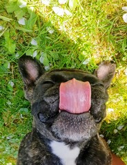 Gestromte Französische Bulldogge ist Glücklich und schneidet Grimassen im Gras