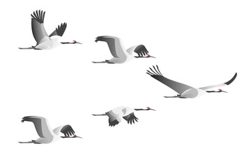 Cartoon Color Characters Flight of Cranes Set Asian Flying Bird Concept Flat Design Style. Vector illustration