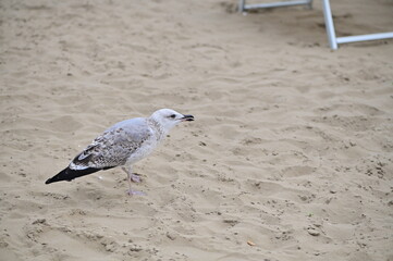 Beauty portrait seagull on the beach - detail, 