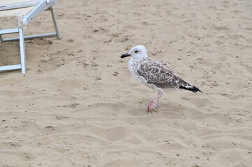 Seagul on the Beach