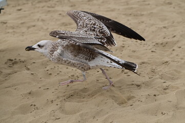 Beauty portrait seagull on the beach - detail, 