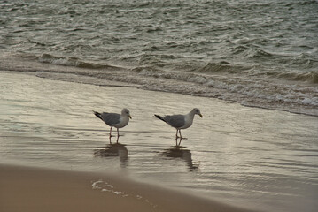 Küste bei Camperduin in Nordholland
