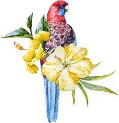 watercolor drawing png , trendy print with a parrot cockatoo palm leaves and flowers of hibiscus, tropical illustration © zenina