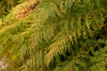 Alpine mountain flowers. Wildflowers growing on mountains.