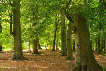 Wald von Heiloo in Nordholland