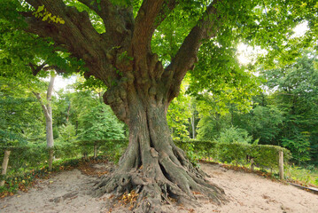 Wald von Heiloo in Nordholland