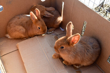 Two small reddish brown box rabbits for sale as pets
