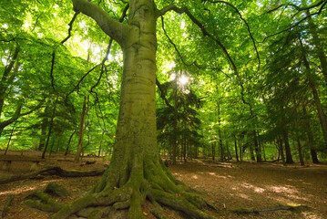 Wald von Heiloo in Nordholland