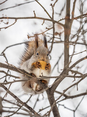 Obraz premium The squirrel with nut sits on tree in the winter or late autumn