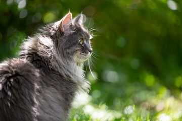 fluffy gray maine coon cat portrait outdoors looking at green bokeh copyspace