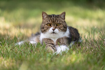 Naklejka na ściany i meble tabby white cat resting in grass lying on front looking at camera outdoors