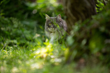 fluffy gray maine coon cat hiding behind tree lurking and observing outdoors in nature