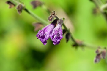 Flower of the sage species Salvia hians