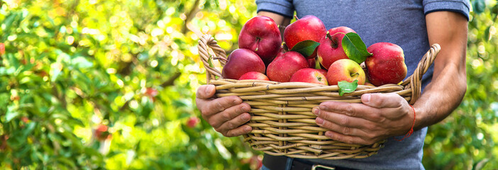 A male farmer harvests apples. Selective focus.
