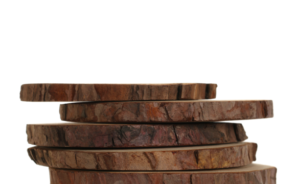 Cross section of tree trunks, stumps isolated on white  