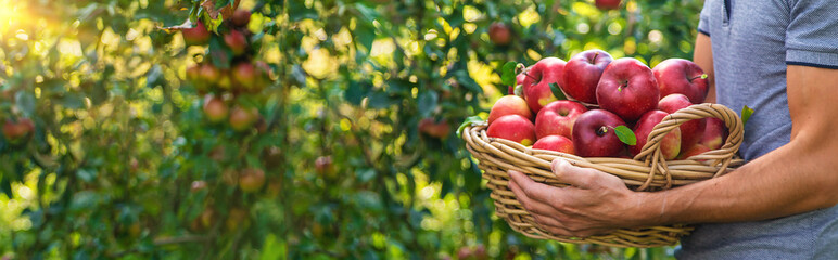 A male farmer harvests apples. Selective focus.